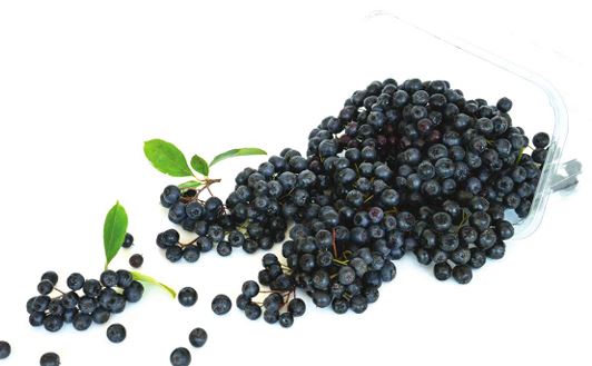 ECOLOGICAL SEQUENCING REPRODUCTION TECHNOLOGY FOR BLACK CORRUPT (ARONIA MELANOCARPA)