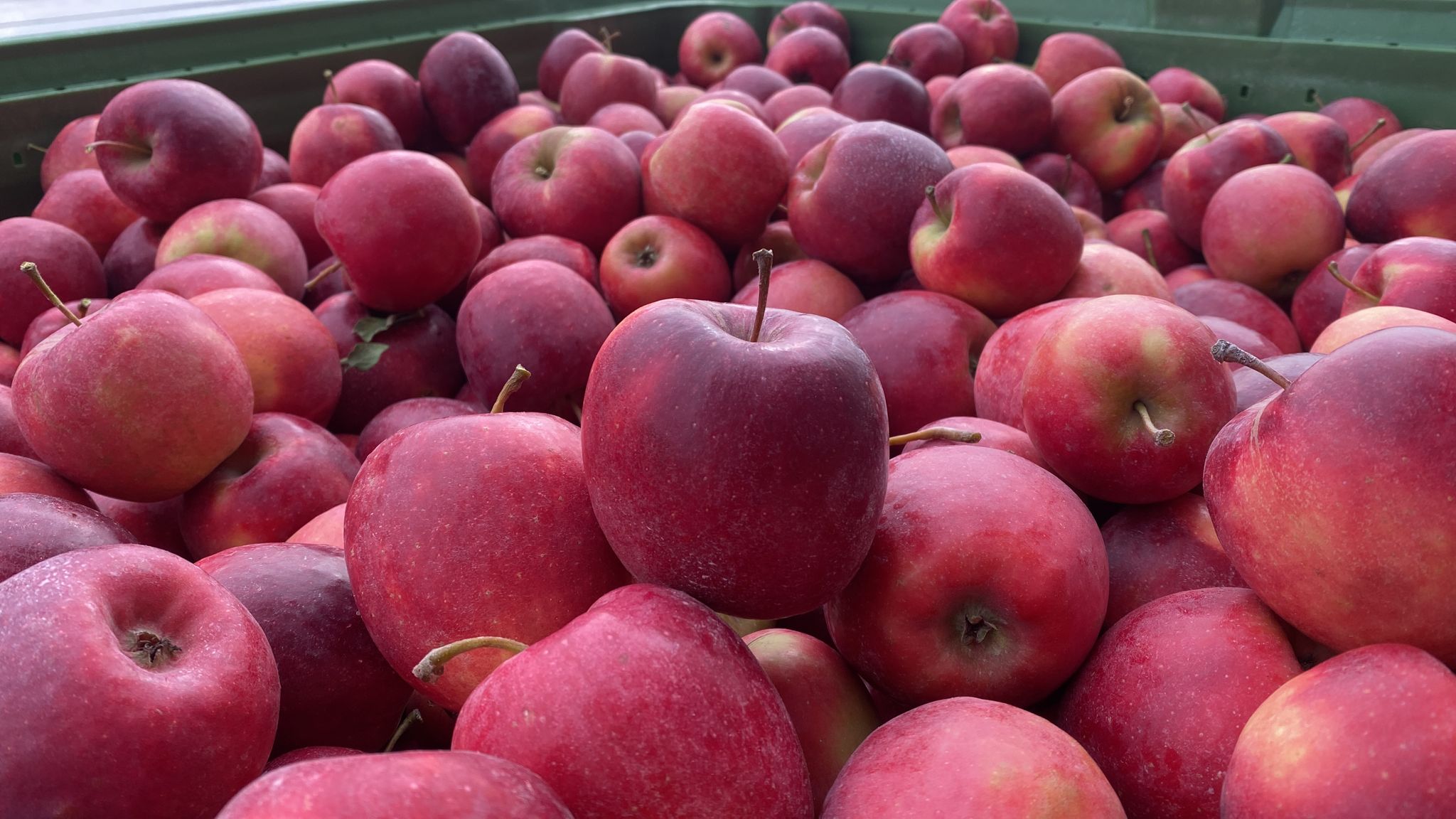 Innovative bioproducts for fruit protection at storage